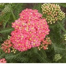 Achillea millefolium 'Wesersandstein' - rebríček obyčajný 'Wesersandstein'