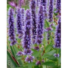 Agastache 'Black Adder'