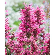 Agastache 'Morello'