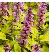 Ajuga reptans 'Gold Chang' - zbehovec plazivý 'Gold Chang'