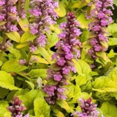 Ajuga reptans 'Gold Chang' - zbehovec plazivý 'Gold Chang'