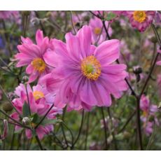 Anemone hupehensis 'Bressingham Glow' - veternica hupehenská (japonská) 'Bressingham Glow'