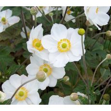 Anemone hupehensis 'Honorine Jobert' - veternica hupehenská (japonská) 'Honorine Jobert'