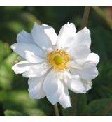 Anemone hupehensis 'Whirlwind' - veternica hupehenská (japonská) 'Whirlwind'