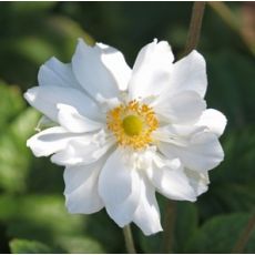 Anemone hupehensis 'Whirlwind' - veternica hupehenská (japonská) 'Whirlwind'