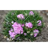 Armeria maritima 'Varretu' - trávnička prímorská 'Varretu'