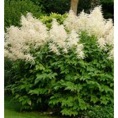 Aruncus dioicus - udatník lesný