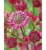 Astrantia major 'Ruby Cloud' - jarmanka väčšia 'Ruby Cloud'