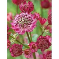 Astrantia major 'Ruby Cloud' - jarmanka väčšia 'Ruby Cloud'