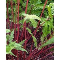 Athyrium filix-femina 'Lady in Red' - papradka samičia 'Lady in Red'