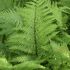 Athyrium filix-femina 'Lady in Red' - papradka samičia 'Lady in Red'