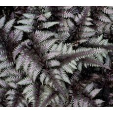 Athyrium niponicum 'Burgundy Lace' - papradka 'Burgundy Lace'