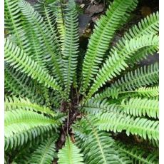 Blechnum spicant - rebrovka rôznolistá