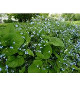 Brunnera macrophylla - brunera veľkolistá