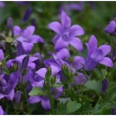 Campanula portenschlagiana 'Clockwise Deep Blue' - zvonček skalničkový 'Clockwise Deep Blue'