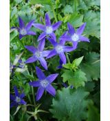 Campanula poscharskyana 'Stella' - zvonček dalmátsky 'Stella'