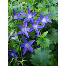 Campanula poscharskyana 'Stella' - zvonček dalmátsky 'Stella'