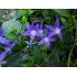 Campanula poscharskyana 'Stella' - zvonček dalmátsky 'Stella'