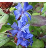 Ceratostigma plumbaginoides - rohoblizník olovníkovitý