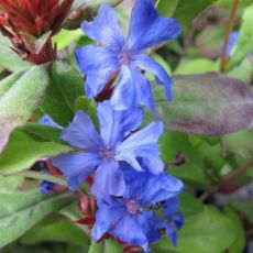 Ceratostigma plumbaginoides - rohoblizník olovníkovitý