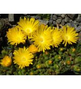 Delosperma 'Golden Nugget'