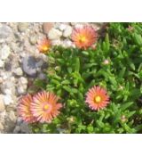 Delosperma 'Kelaidis'