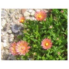 Delosperma 'Kelaidis'