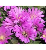 Delosperma 'Pink Zulu'