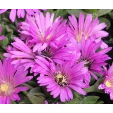 Delosperma 'Pink Zulu'