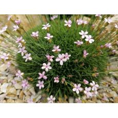 Dianthus arpadianus 'Pumilus' - klinček 'Pumilus'