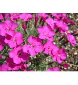 Dianthus gratianopolitanus 'Babí Lom' - klinček sivý 'Babí Lom'