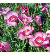 Dianthus gratianopolitanus 'Blauigel' - klinček sivý  'Blauigel'