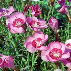 Dianthus gratianopolitanus 'Blauigel' - klinček sivý  'Blauigel'