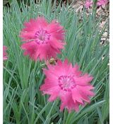 Dianthus gratianopolitanus 'Senec' - klinček sivý 'Senec'