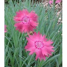 Dianthus gratianopolitanus 'Senec' - klinček sivý 'Senec'