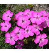 Dianthus pavonius - klinček (syn. Dianthus neglectus)