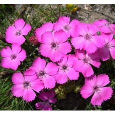 Dianthus pavonius - klinček (syn. Dianthus neglectus)