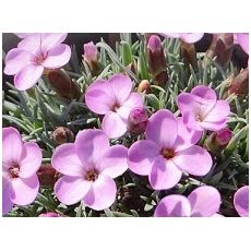 Dianthus subacaulis 'Vera' - klinček 'Vera'