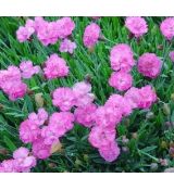 Dianthus gratianopolitanus 'Tiny Rubies'  - klinček sivý 'Tiny Rubies'