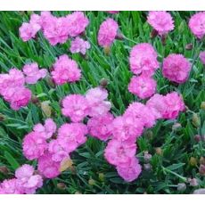 Dianthus gratianopolitanus 'Tiny Rubies'  - klinček sivý 'Tiny Rubies'