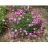 Dianthus gratianopolitanus 'Tiny Rubies'  - klinček sivý 'Tiny Rubies'