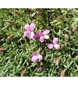 Dianthus webbianus - klinček