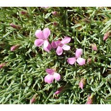 Dianthus webbianus - klinček