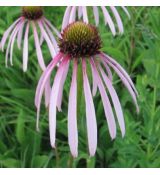 Echinacea pallida - echinacea