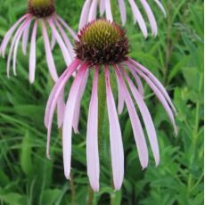 Echinacea pallida - echinacea