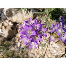 Edrianthus tenuifolius