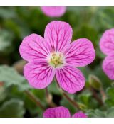 Erodium × variabile 'Bishops Form' - bocianik 'Bishops Form'