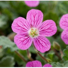 Erodium × variabile 'Bishops Form' - bocianik 'Bishops Form'