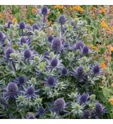 Eryngium planum 'Blue Hobbit' - kotúč modrastý 'Blue Hobbit'