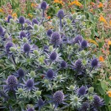 Eryngium planum 'Blue Hobbit' - kotúč modrastý 'Blue Hobbit'